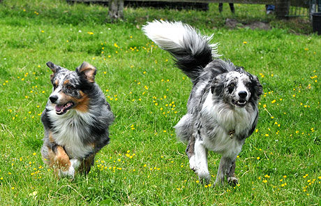 Hundeschule Hundgerecht Hamburg Ute Pollack