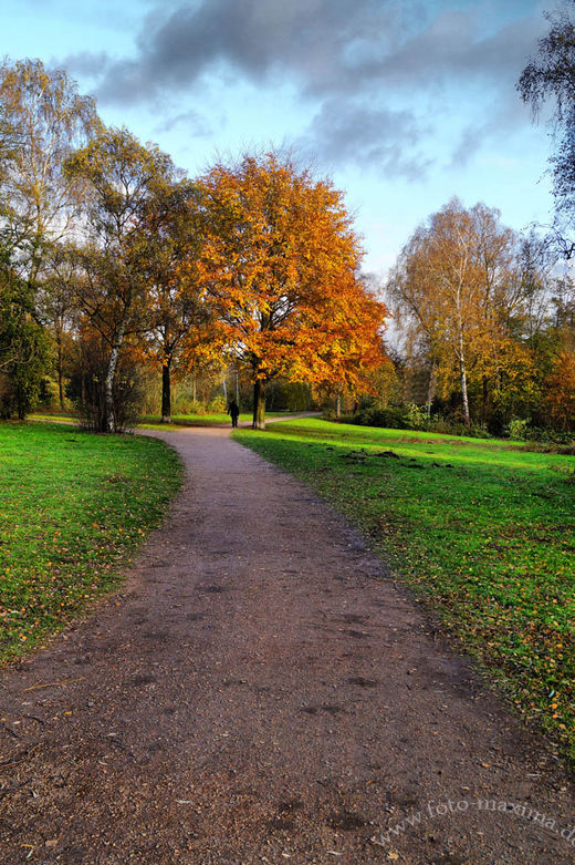 Weg-zum-Baum-HDR