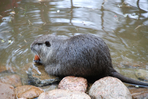 Bieber im Wasser