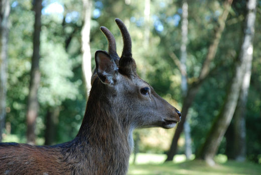 Junger Hirsch mit Geweih