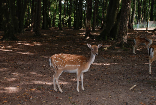 Reh im Wald