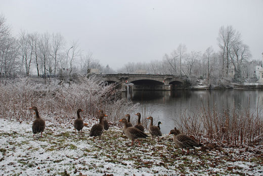 Graugnse am Ufer Am Langen Zug