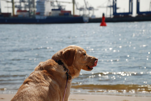 Golden Retriever am Strand 