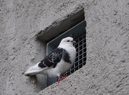 Mwe sitzt am Lftungsschaft des Energiebunkers