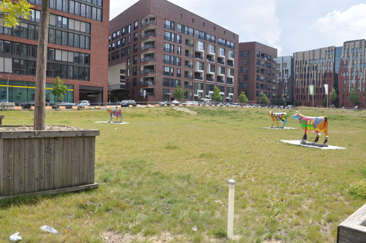 Kühe in der Hafencity