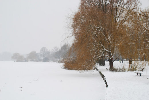 Trauerweide am Alsterufer