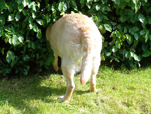 Hund hinten
