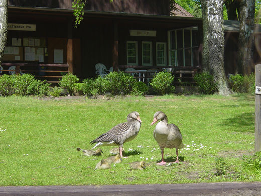 Entenfamilie an der Alster