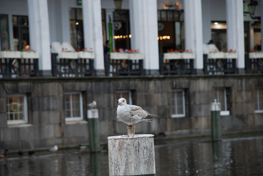 Möwe vor den Alsterarkaden