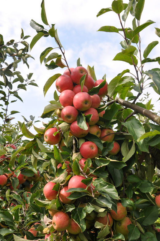 Äpfel im alten Land