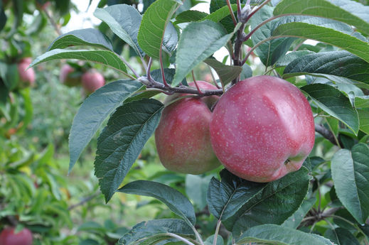 Apfel