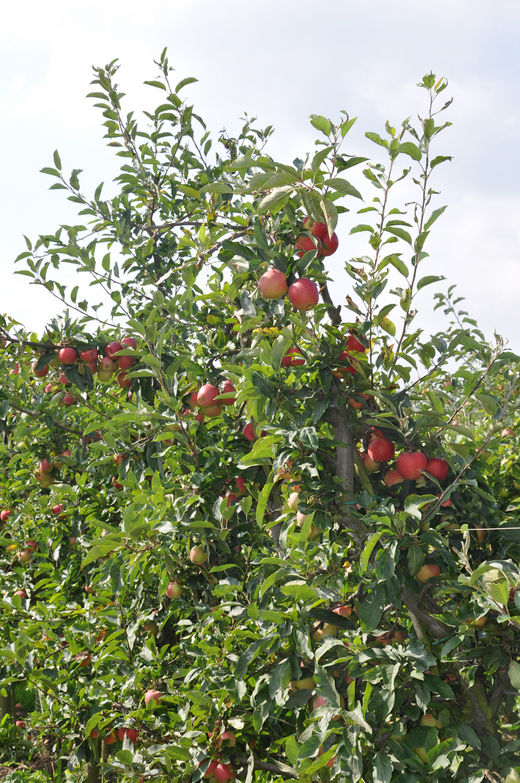 Herbst im alten Land 