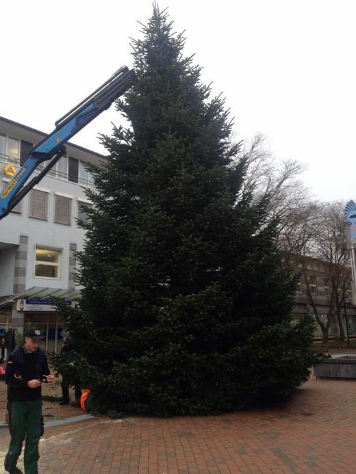 Weihnachtsbume fr Firmen - Gelnde