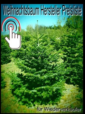 Weihnachtsbume jetzt im Sommer vorbestellen zum besten Preis