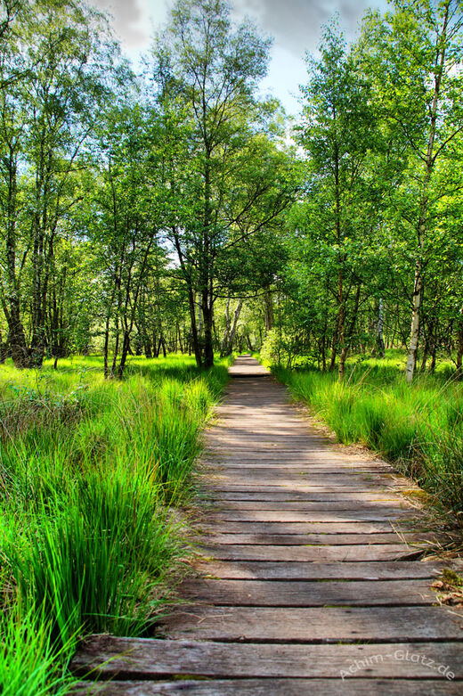 der Holzweg im Wittmoor