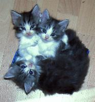 3 Kitten aus dem A-Wurf
