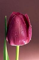 Die Tulpe: Symbol für den Kreislauf des Lebens