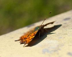 Schmetterling im Stadtpark