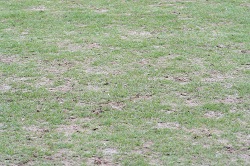 Sorgte bei vielen Spielern fr Unmut: der Rasen im Millerntorstadion.