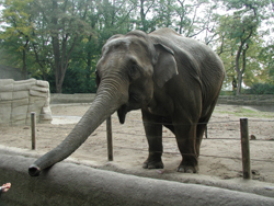 Elefant im Tierpark Hagenbeck