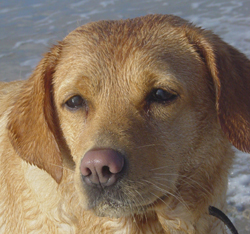 Meldepflicht fr Hunde in Hamburg