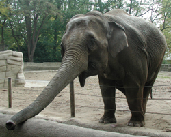 Elefant im Tierpark Hagenbeck